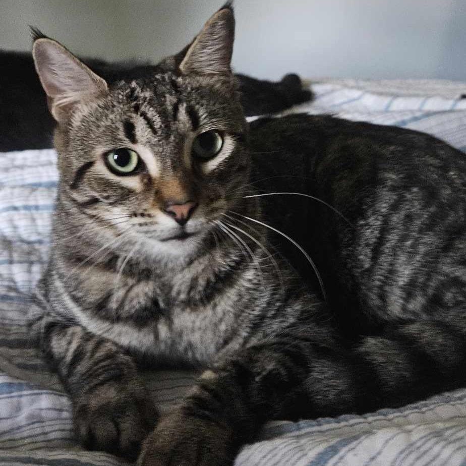 Enlarge Andrew, a Adoptable Domestic Short Hair in Rochester, NY image 3/4