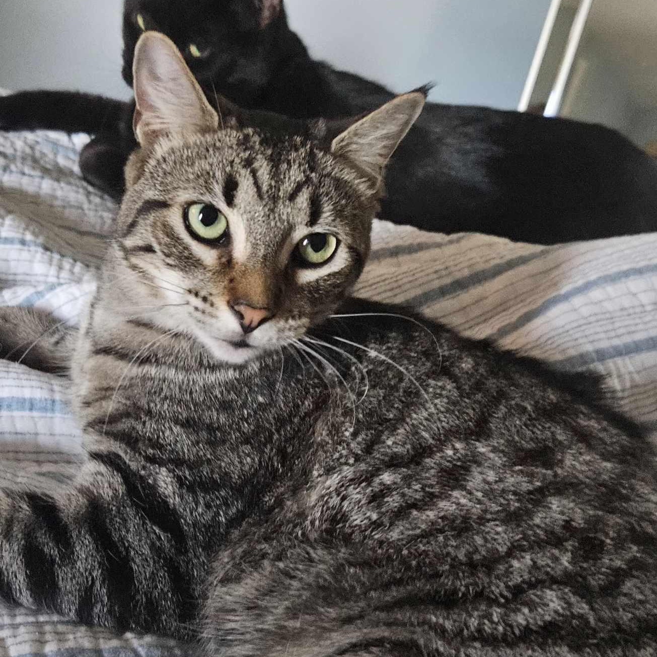 Enlarge Andrew, a Adoptable Domestic Short Hair in Rochester, NY image 1/4