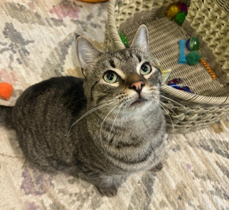 Enlarge Andrew, a Adoptable Domestic Short Hair in Rochester, NY image 3/5