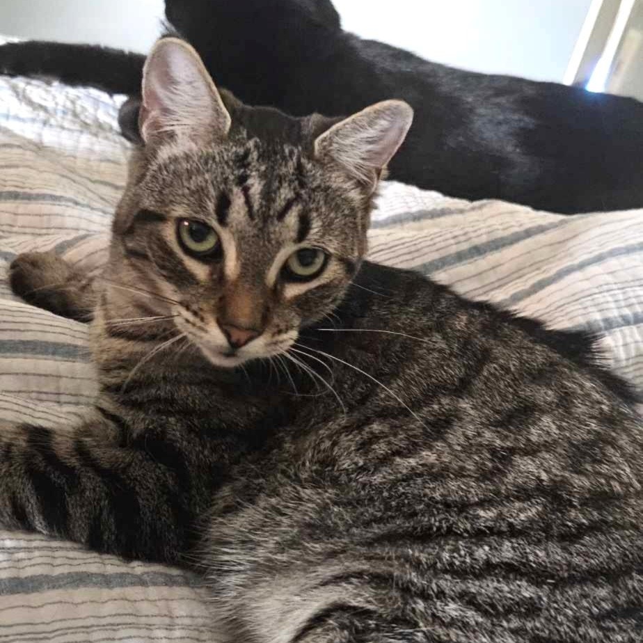 Enlarge Andrew, a Adoptable Domestic Short Hair in Rochester, NY image 4/4