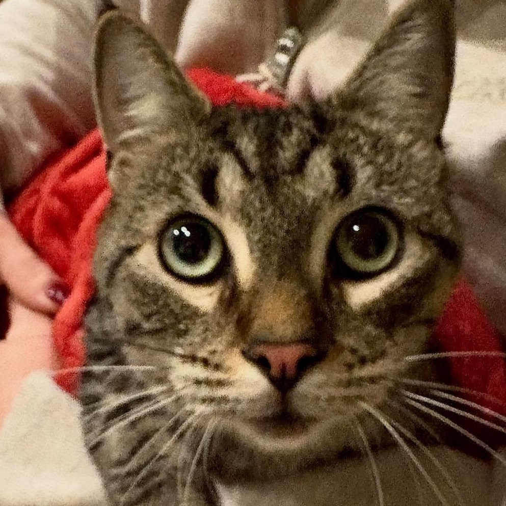 Andrew, Adoptable, Kitten Male Domestic Short Hair.