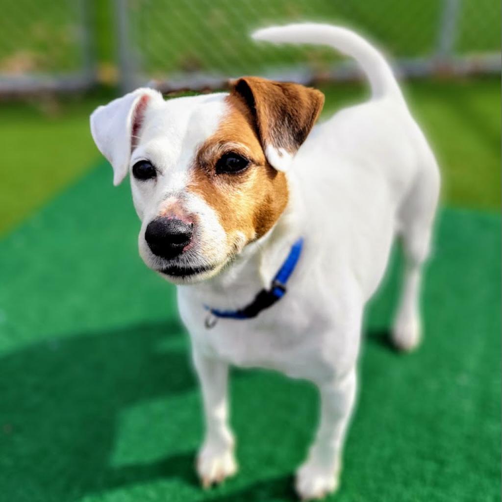 Kali, Adoptable, Senior Female Jack Russell Terrier.