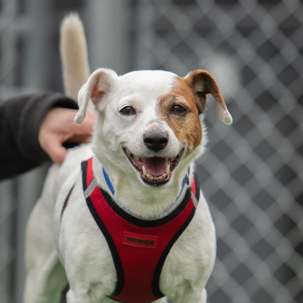 Kali, a Adoptable Jack Russell Terrier in Warwick, RI image 2/6
