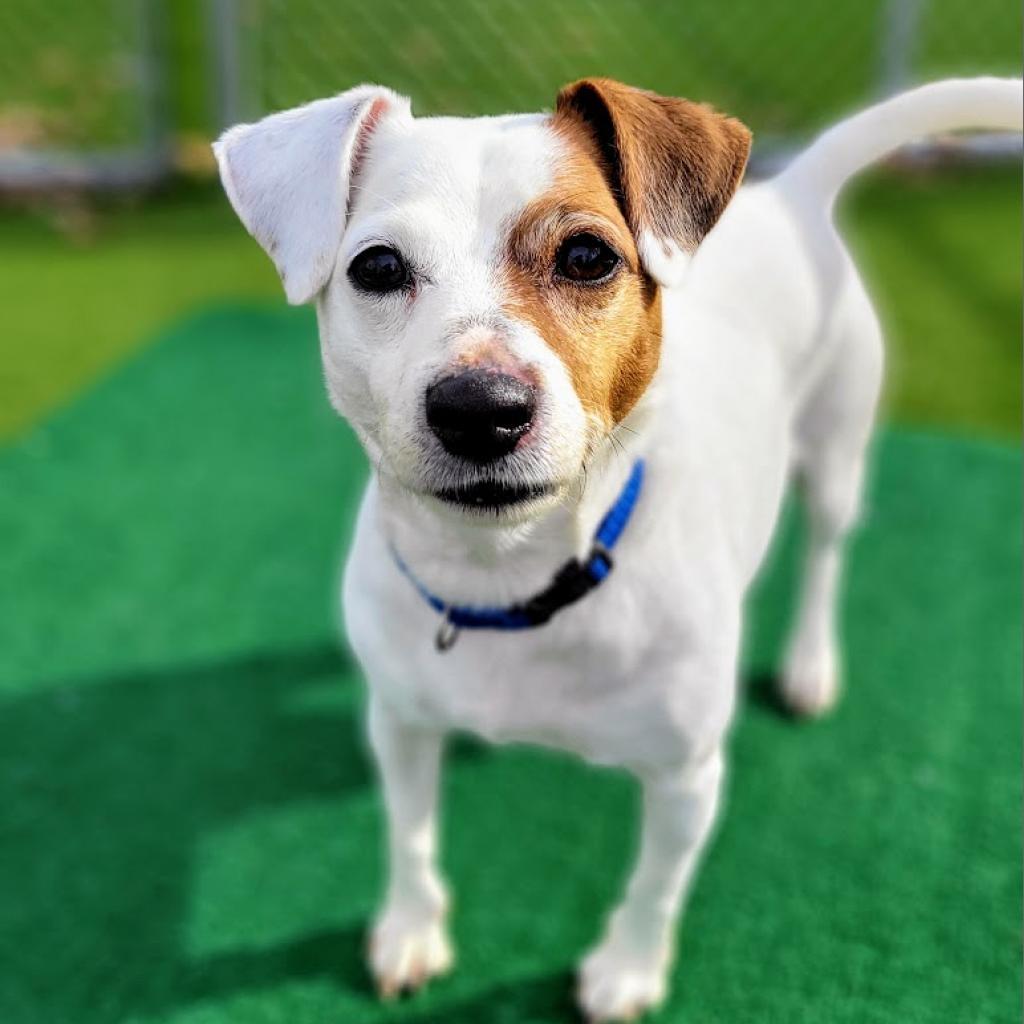 Kali, a Adoptable Jack Russell Terrier in Warwick, RI image 3/6