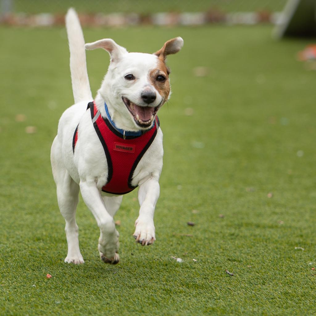 Kali, a Adoptable Jack Russell Terrier in Warwick, RI image 4/6