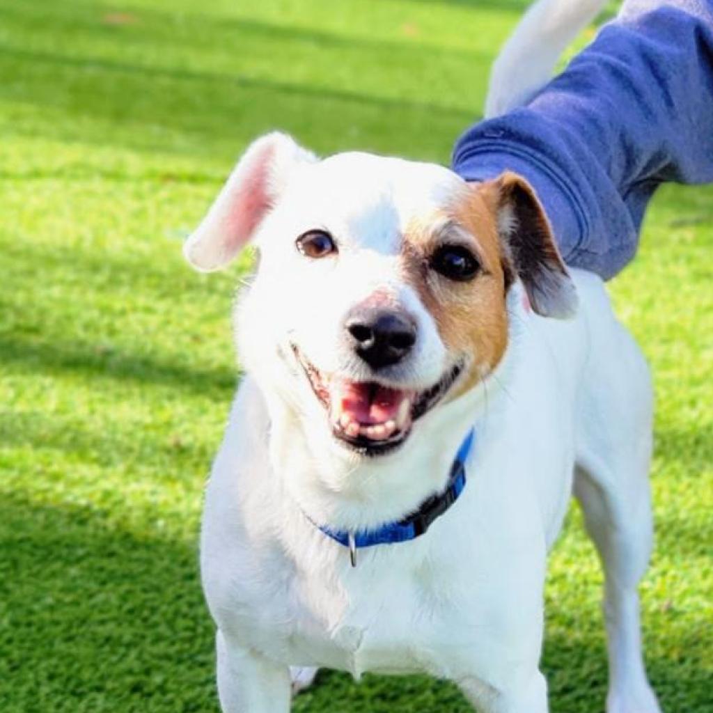 Kali, a Adoptable Jack Russell Terrier in Warwick, RI image 5/6