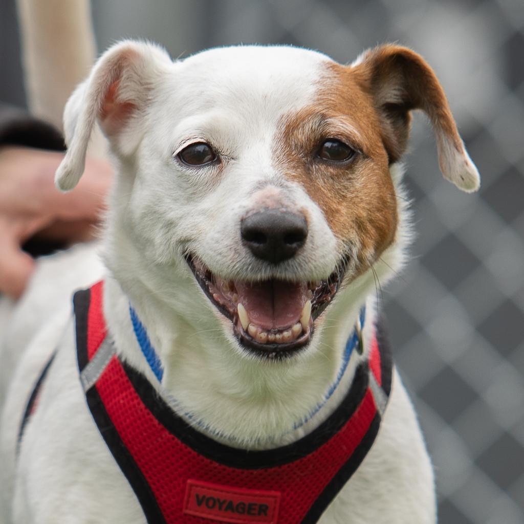 Kali, a Adoptable Jack Russell Terrier in Warwick, RI image 6/6