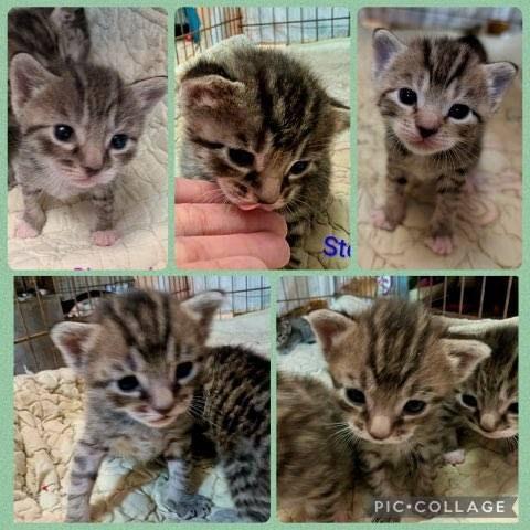 Enlarge Shere Khan, a Adoptable Domestic Short Hair in Williston, FL image 1/4