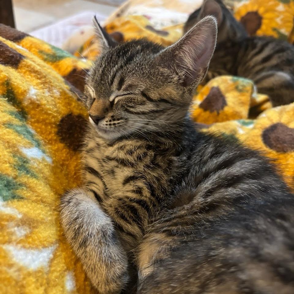 Enlarge Shere Khan, a Adoptable Domestic Short Hair in Williston, FL image 3/4
