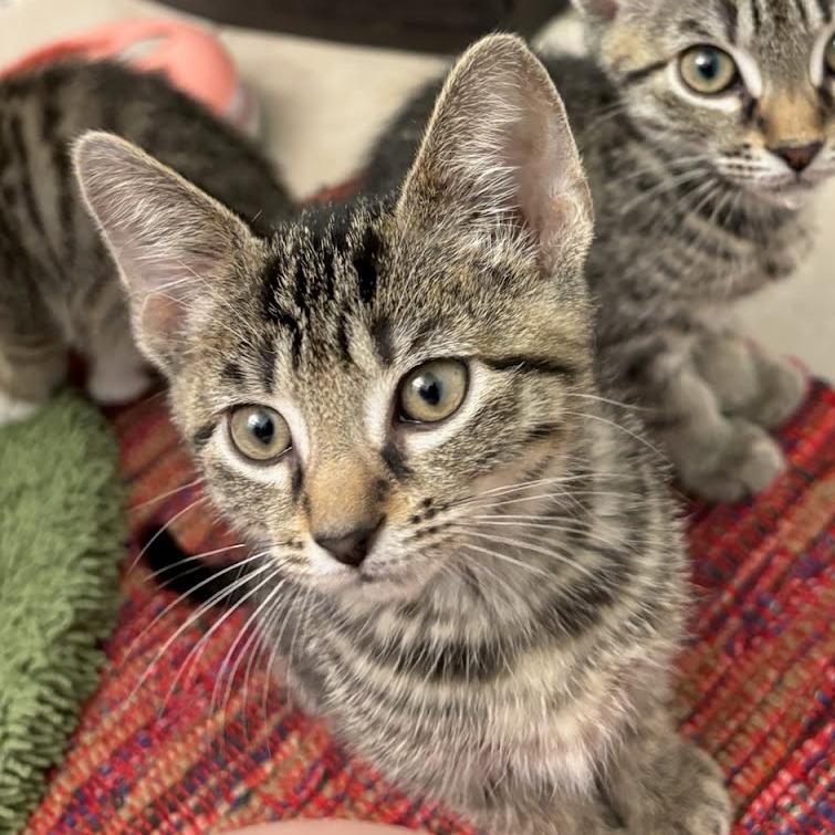 Enlarge Shere Khan, a Adoptable Domestic Short Hair in Williston, FL image 4/4