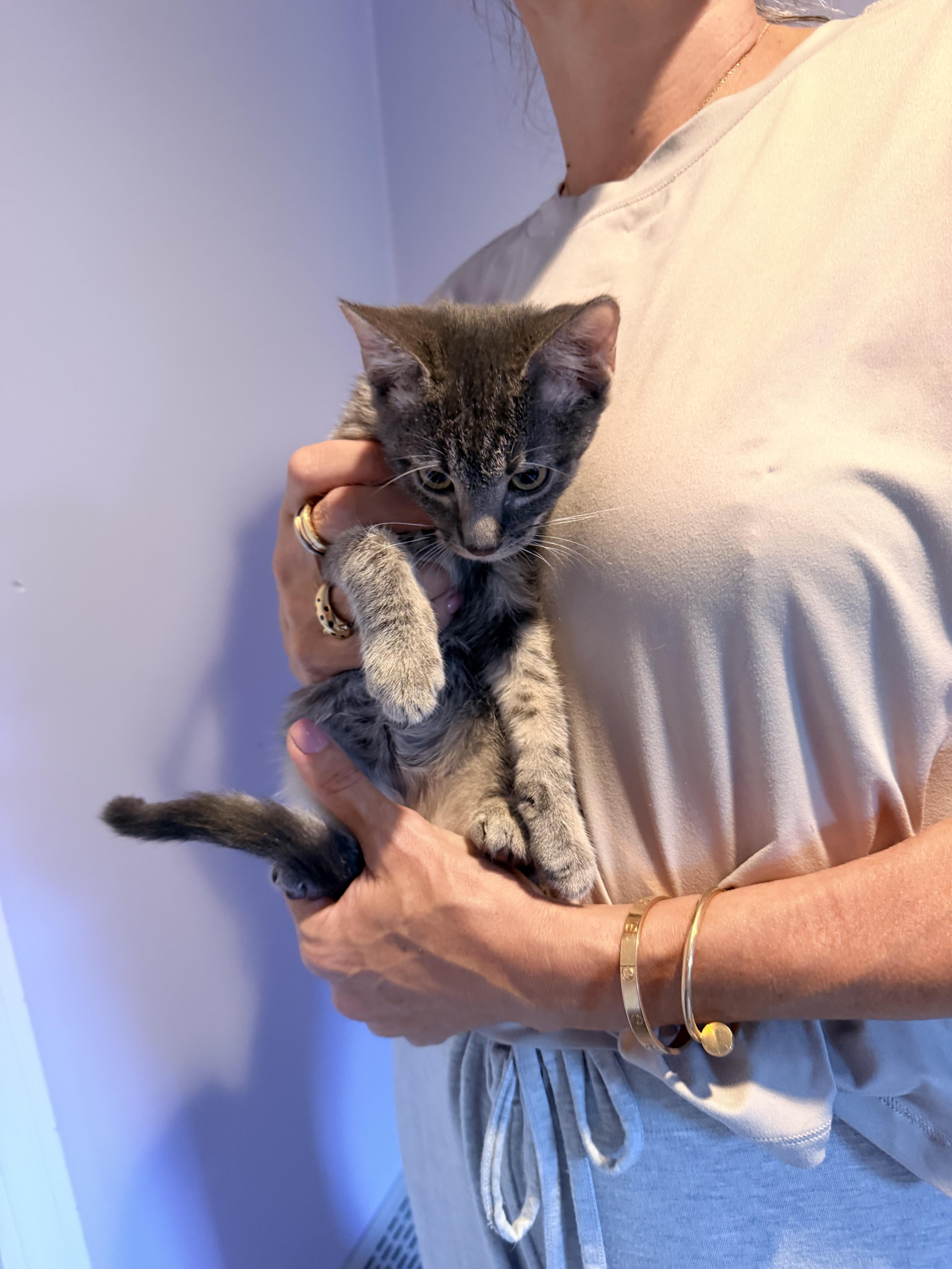 Enlarge Lionel, a Adoptable mixed breed in Shrewsbury, MA image 4/4