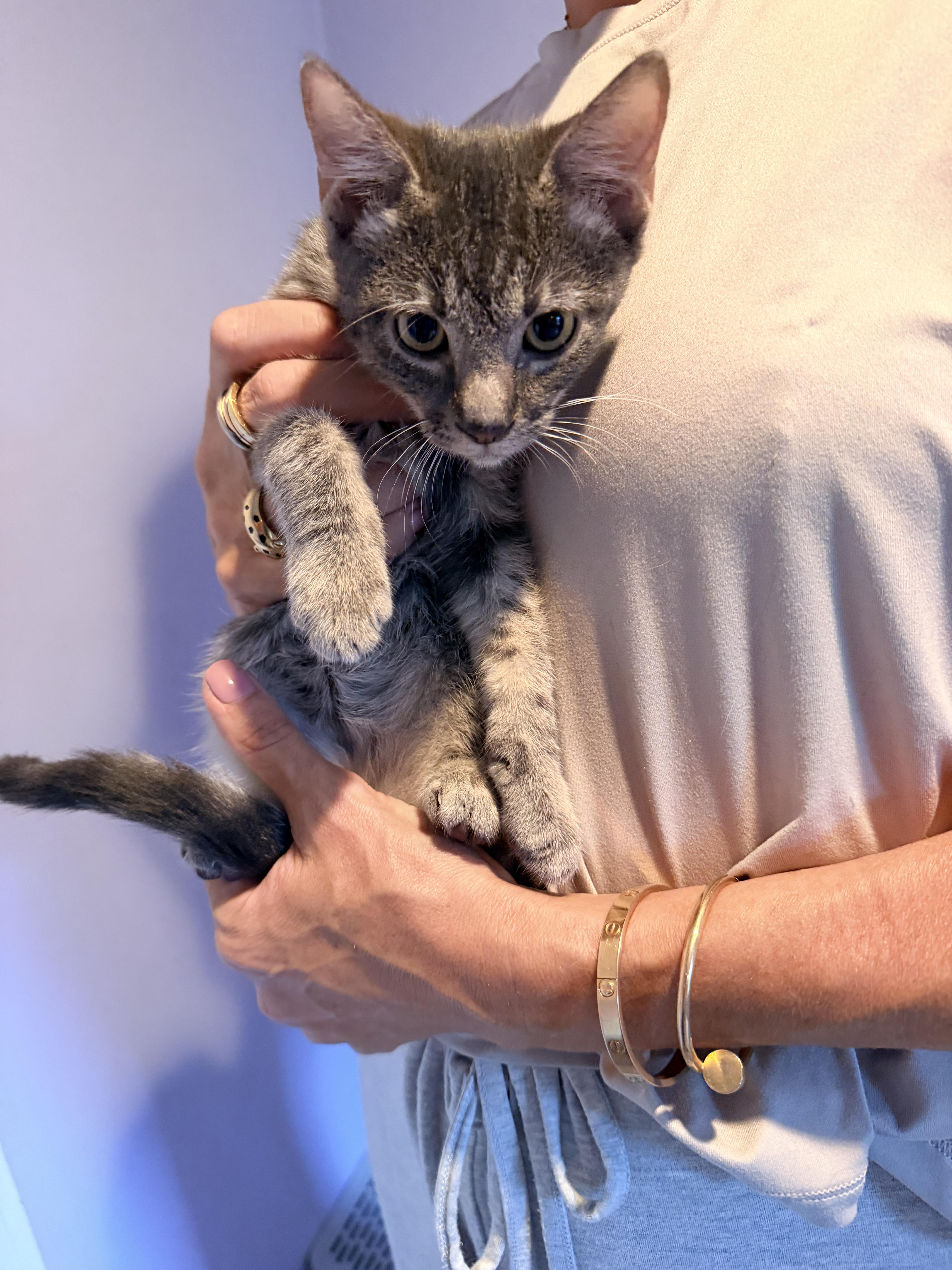Lionel, Adoptable, Kitten Male American Shorthair & Tabby.