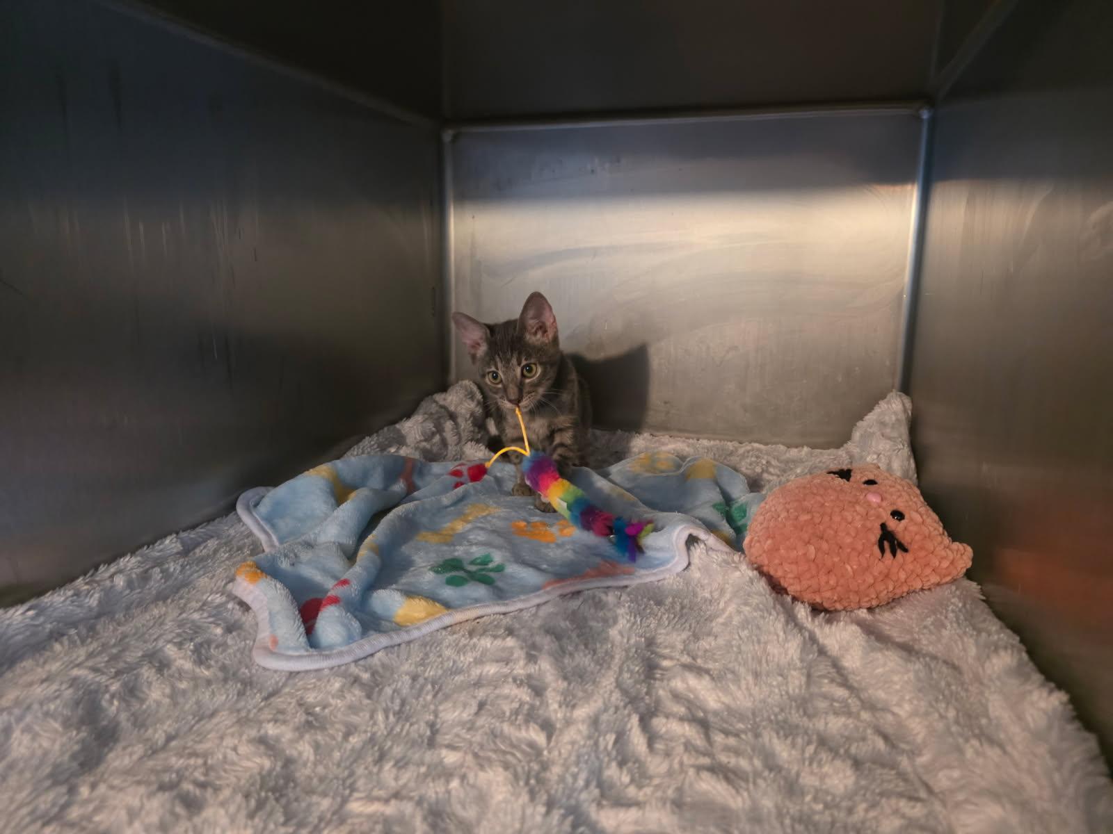 Enlarge Lionel, a Adoptable mixed breed in Shrewsbury, MA image 3/4