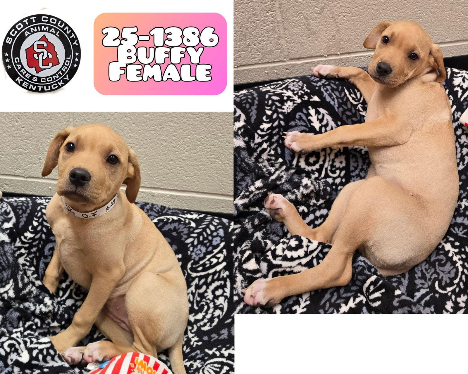 Buffy, Adoptable, Puppy Female Labrador Retriever.