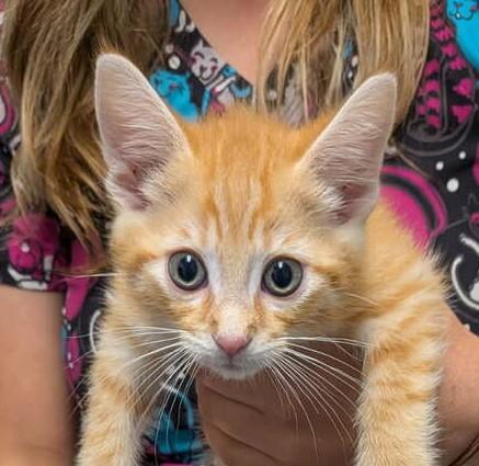 Knuckles, Adopted, Kitten Male Domestic Short Hair.