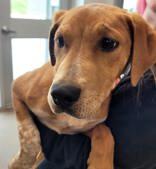 Enlarge  Dinky, Winky and Zinky, a ADOPTABLE mixed breed in Commerce, TX image 2/6