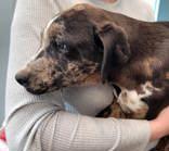 Enlarge  Dinky, Winky and Zinky, a ADOPTABLE mixed breed in Commerce, TX image 6/6