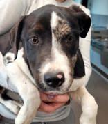  Zillow, ADOPTABLE, Young Female Catahoula Leopard Dog.