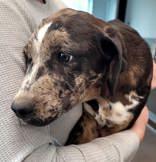 Enlarge  Dinky, Winky and Zinky, a ADOPTABLE mixed breed in Commerce, TX image 1/6