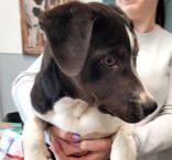 Enlarge  Dinky, Winky and Zinky, a ADOPTABLE mixed breed in Commerce, TX image 5/6