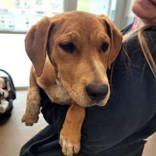 Enlarge  Dinky, Winky and Zinky, a ADOPTABLE mixed breed in Commerce, TX image 4/6