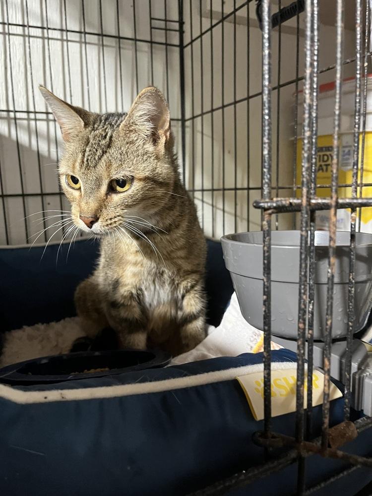 Enlarge Tessa - LAP CAT!, a Adoptable mixed breed in Franklin, WV image 1/3