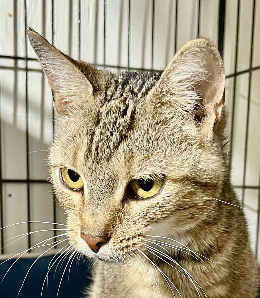 Enlarge Tessa - LAP CAT!, a Adoptable mixed breed in Franklin, WV image 2/3