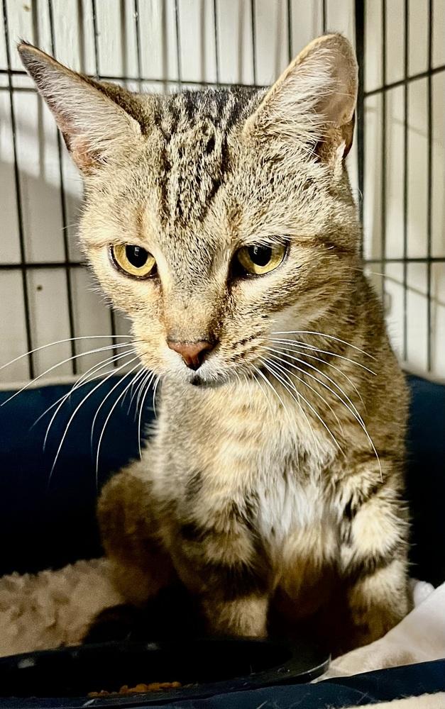 Enlarge Tessa - LAP CAT!, a Adoptable mixed breed in Franklin, WV image 3/3