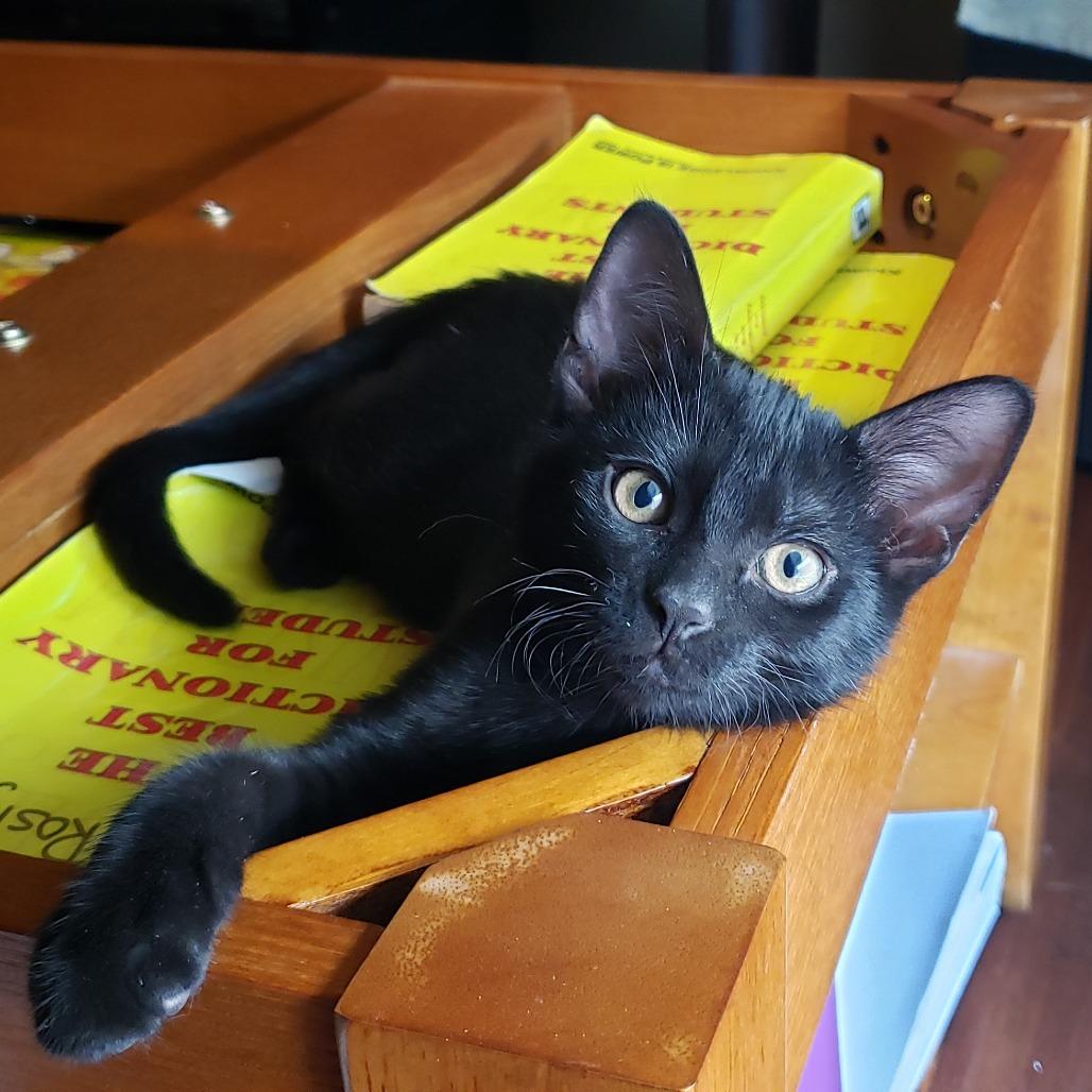 Legacy, Adoptable, Kitten Female Domestic Short Hair.