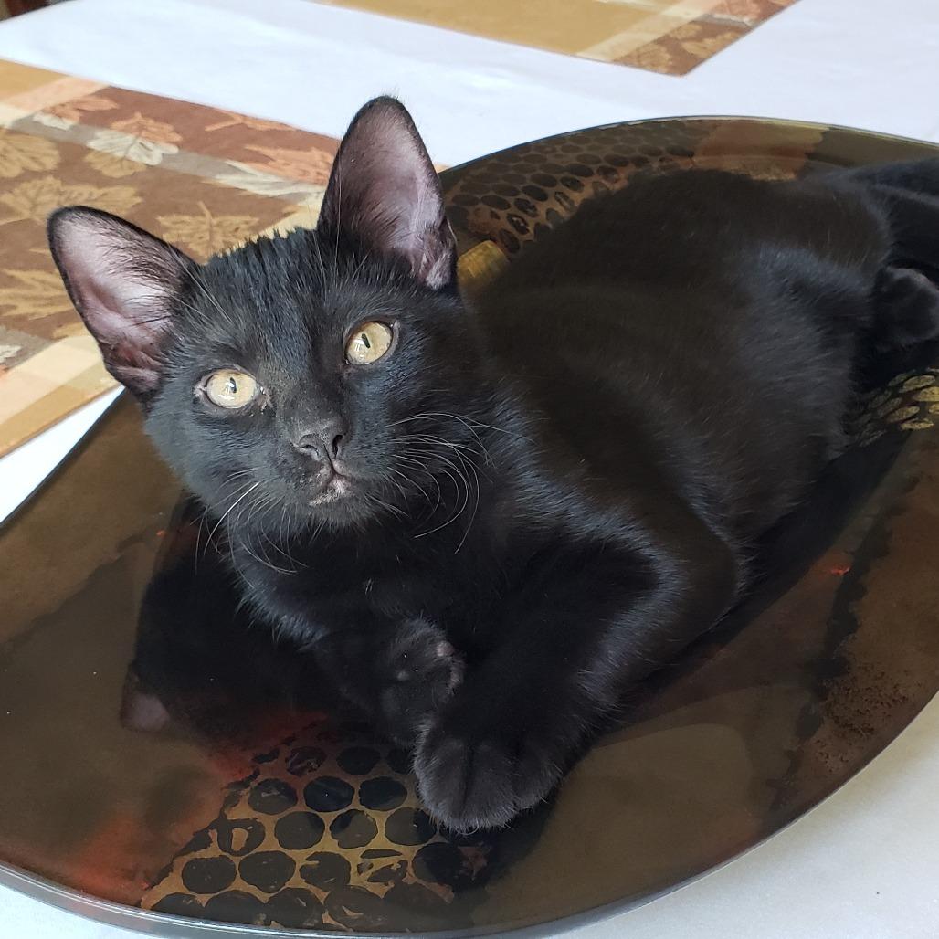 Enlarge Legacy, a Adoptable Domestic Short Hair in Bulverde, TX image 2/6