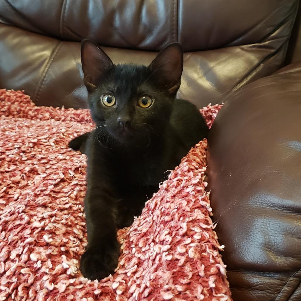 Enlarge Legacy, a Adoptable Domestic Short Hair in Bulverde, TX image 3/6