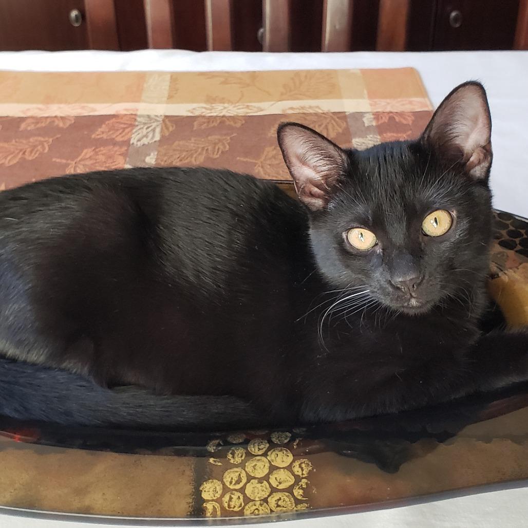 Enlarge Legacy, a Adoptable Domestic Short Hair in Bulverde, TX image 4/6