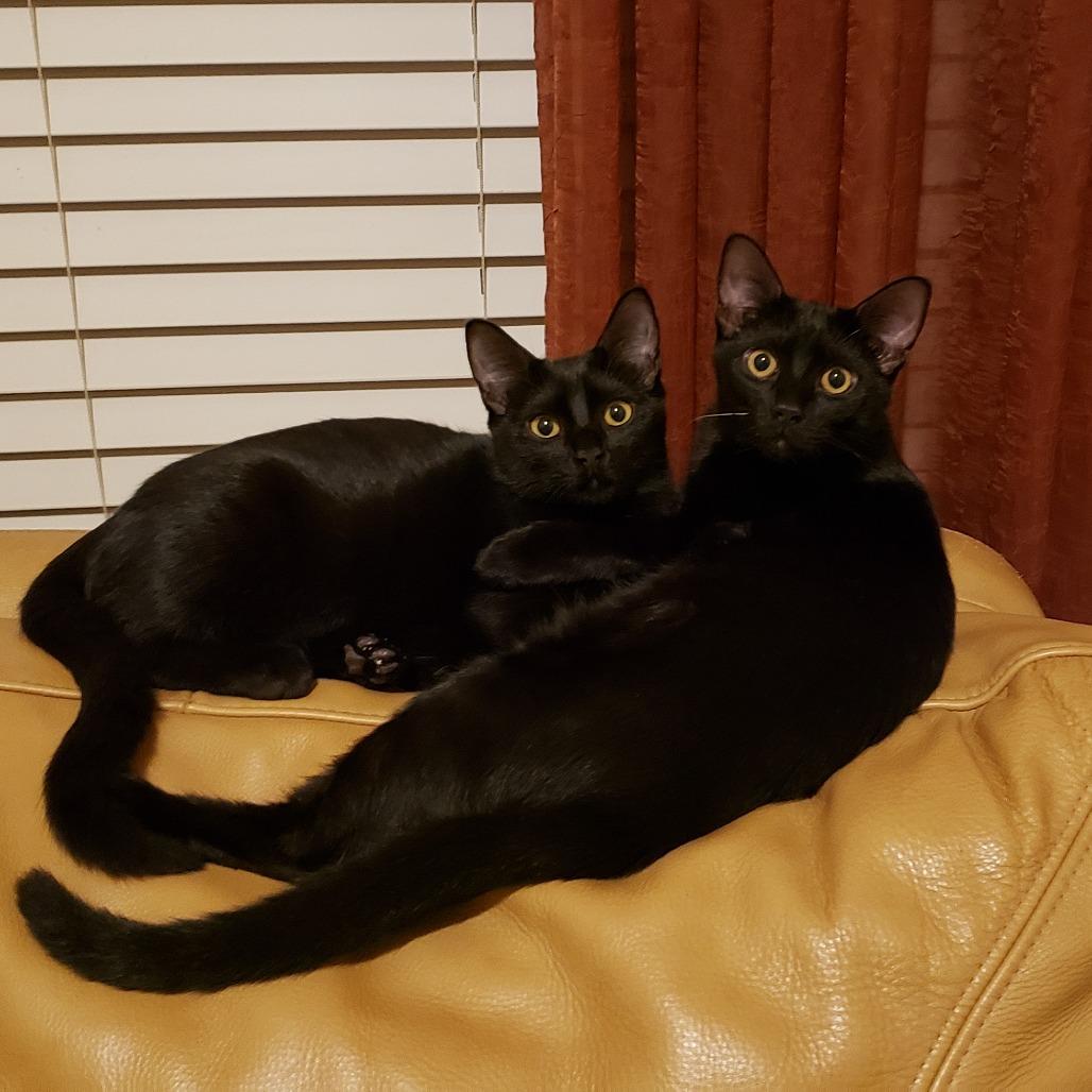 Enlarge Legacy, a Adoptable Domestic Short Hair in Bulverde, TX image 5/6