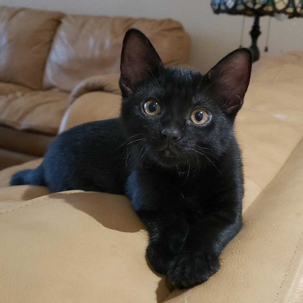 Enlarge Legacy, a Adoptable Domestic Short Hair in Bulverde, TX image 6/6