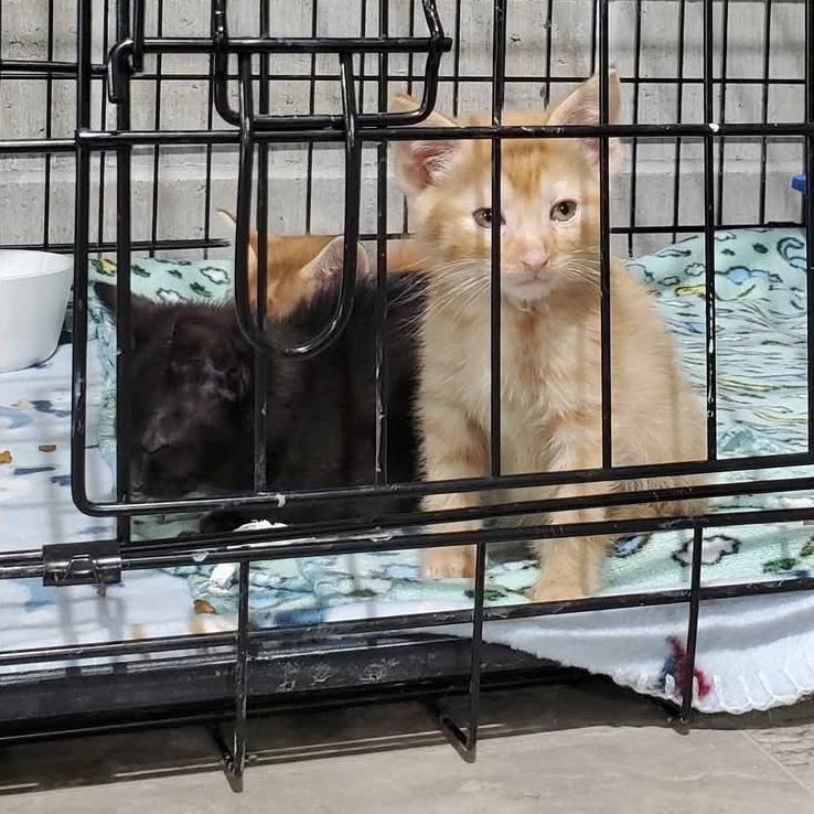 Nacho Cheez, Adoptable, Kitten Male Domestic Short Hair.