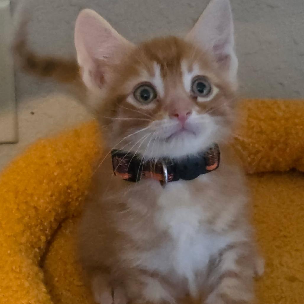 Enlarge Nacho Cheez, a Adoptable Domestic Short Hair in Mondovi, WI image 2/2