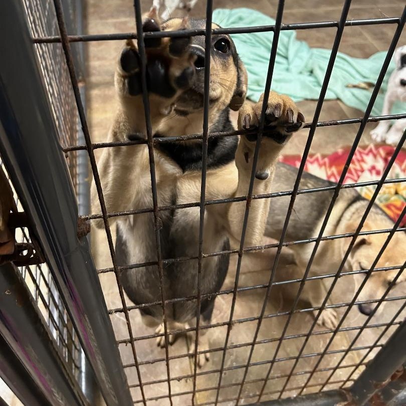 Nicki, a Adoptable mixed breed in Bartonsville, PA image 3/4