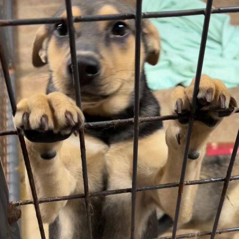 Nicki, a Adoptable mixed breed in Bartonsville, PA image 2/4