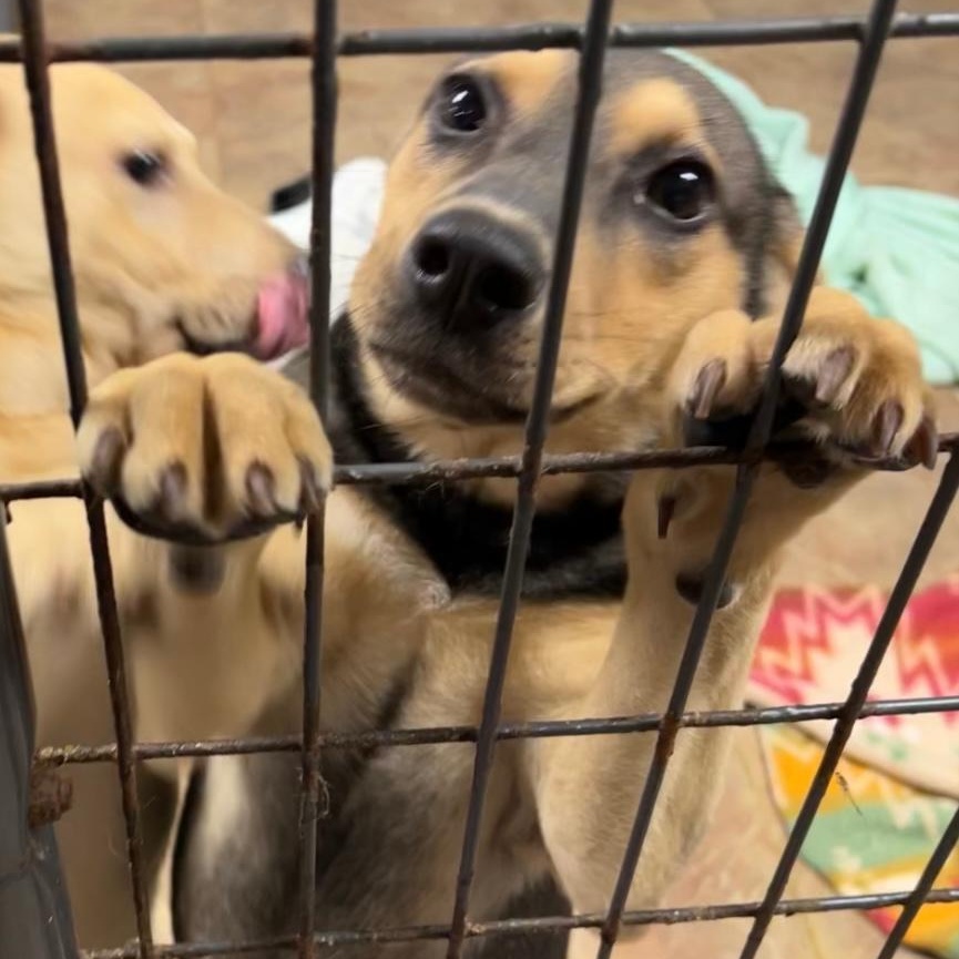 Nicki, a Adoptable mixed breed in Bartonsville, PA image 4/4