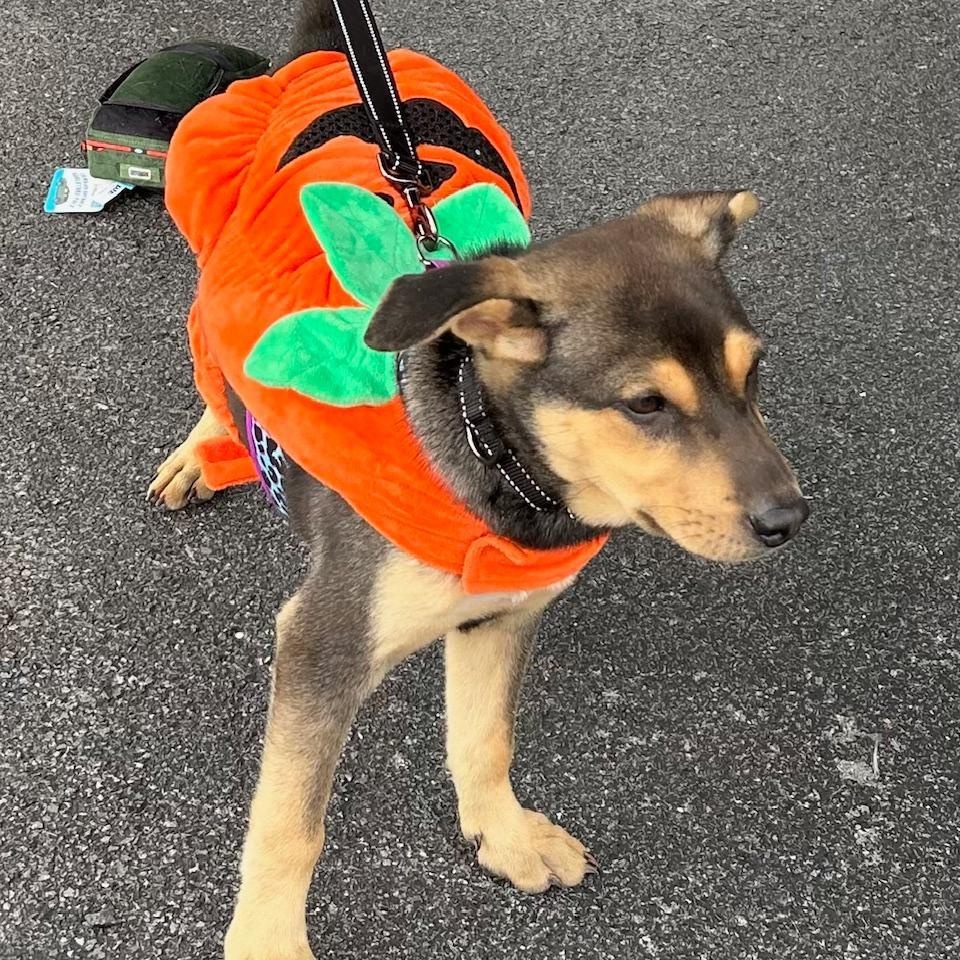 Nicki, Adoptable, Puppy Female Shepherd.