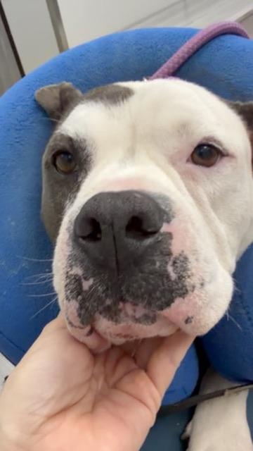 Elise, a ADOPTABLE mixed breed in camarillo , CA image 4/4