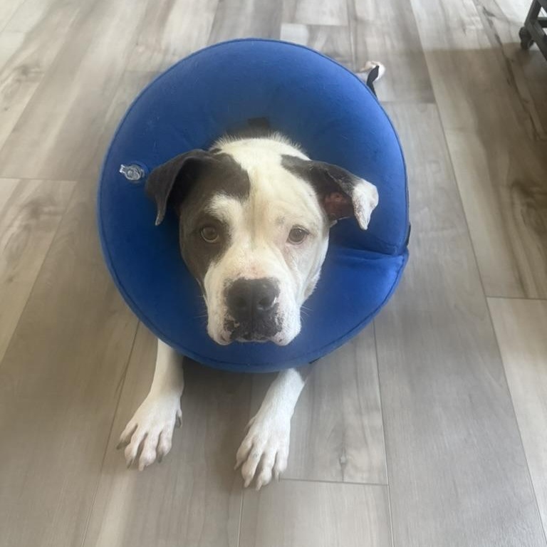 Elise, ADOPTABLE, Adult Female American Bully & American Bulldog.