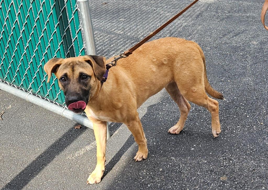 Nala, Adoptable, Puppy Female Terrier.