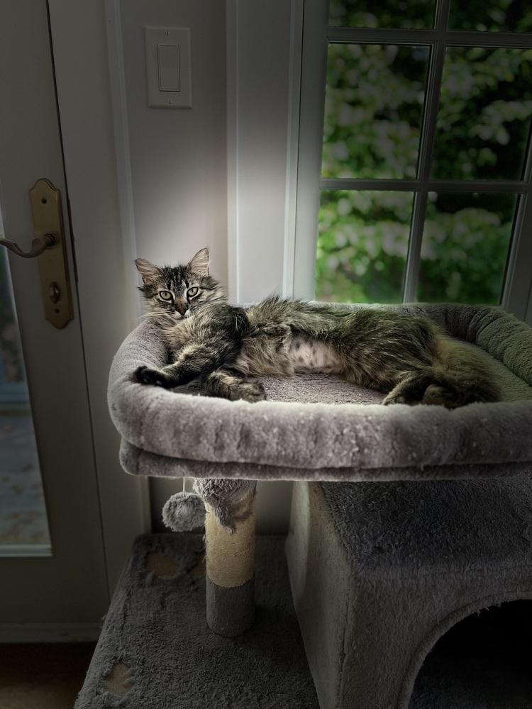 Enlarge Maisie, a Adoptable mixed breed in Warren, CT image 2/6