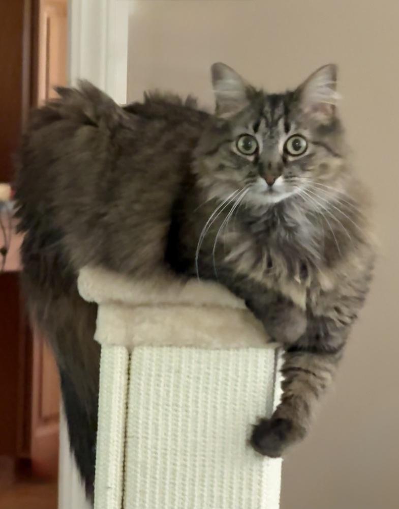 Enlarge Maisie, a Adoptable mixed breed in Warren, CT image 3/6