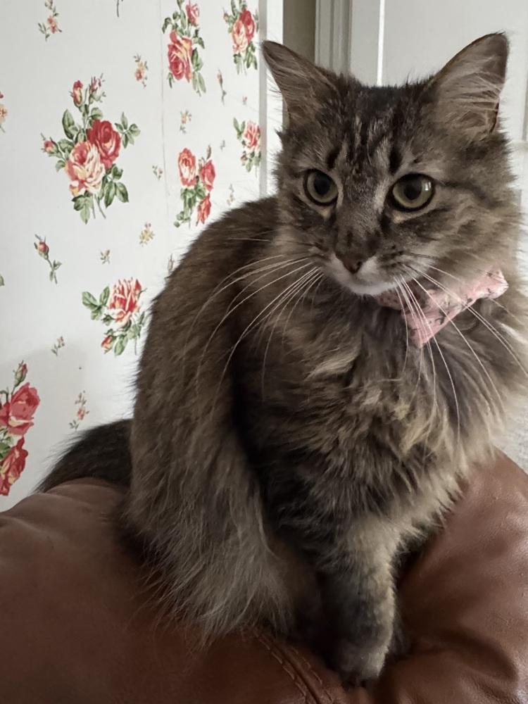 Enlarge Maisie, a Adoptable mixed breed in Warren, CT image 4/6