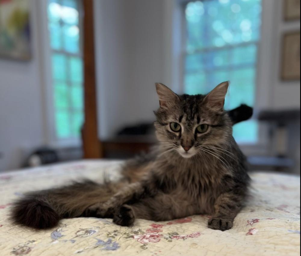 Enlarge Maisie, a Adoptable mixed breed in Warren, CT image 5/6