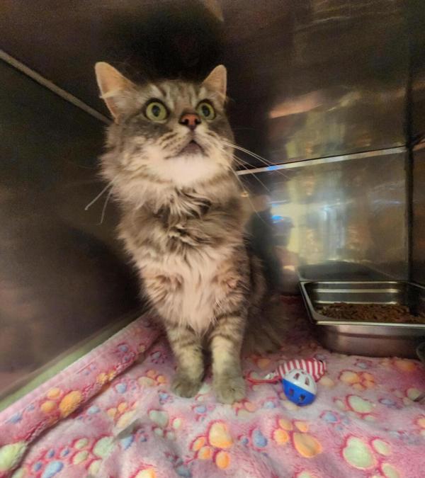 Enlarge Nimbus, a Adoptable mixed breed in Great Falls, MT image 1/2