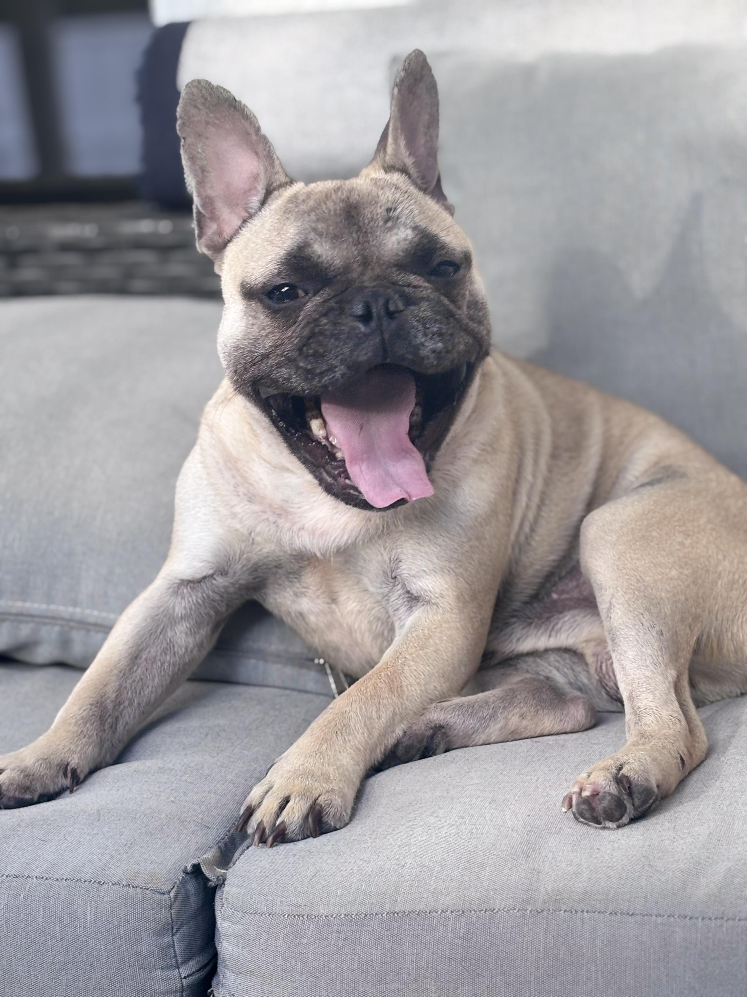 Enlarge Drake, a ADOPTABLE French Bulldog in Bradenton , FL image 6/6