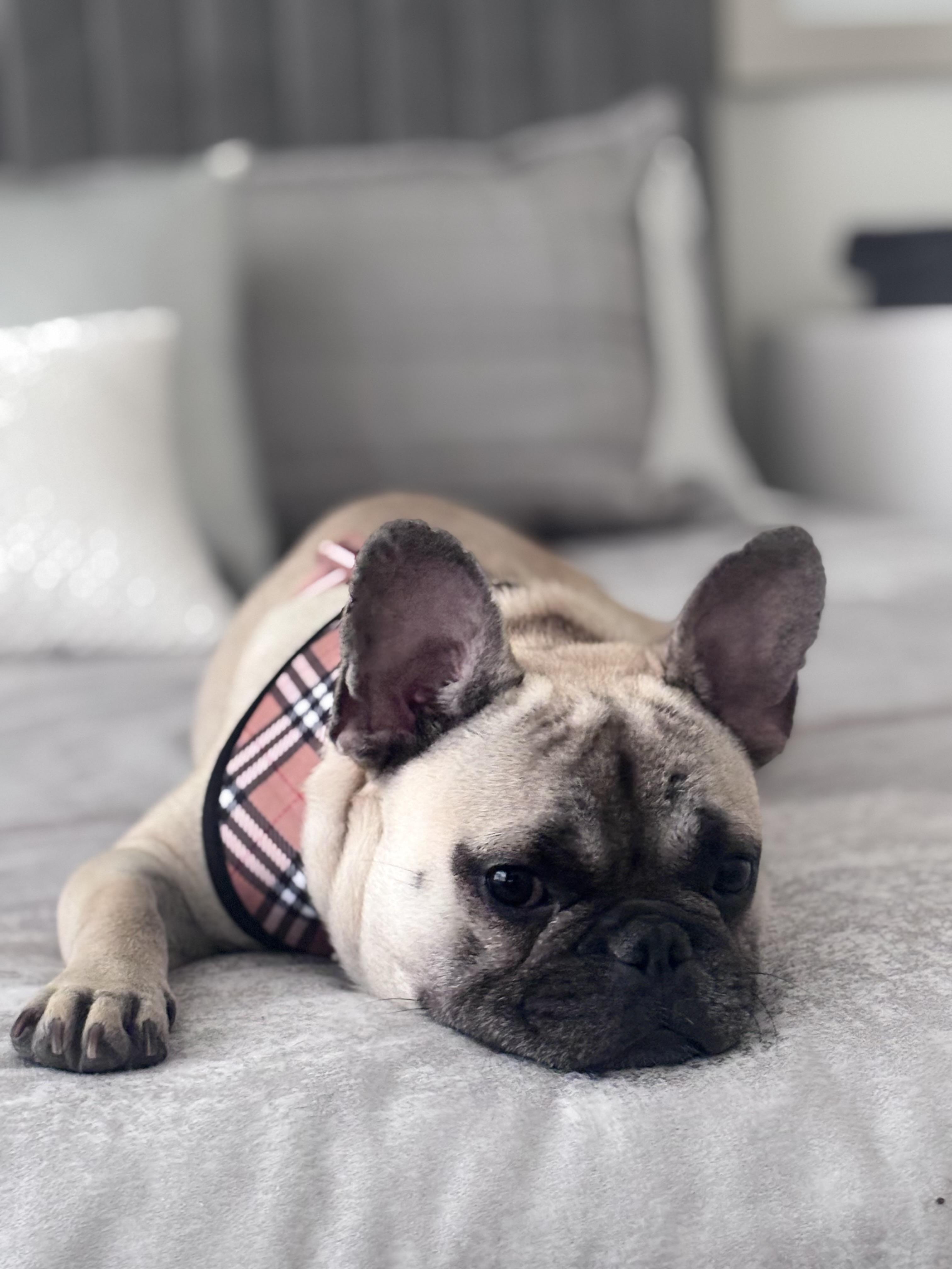 Enlarge Drake, a ADOPTABLE French Bulldog in Bradenton , FL image 3/6